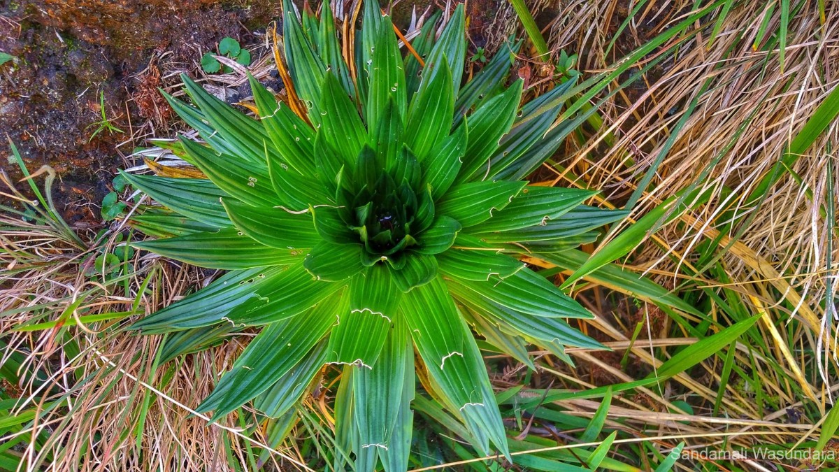 Hedyotis plantaginifolia Arn.